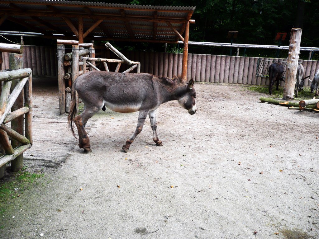 Brauner Esel. Am 9.8.2011 in Tierpark Gera
