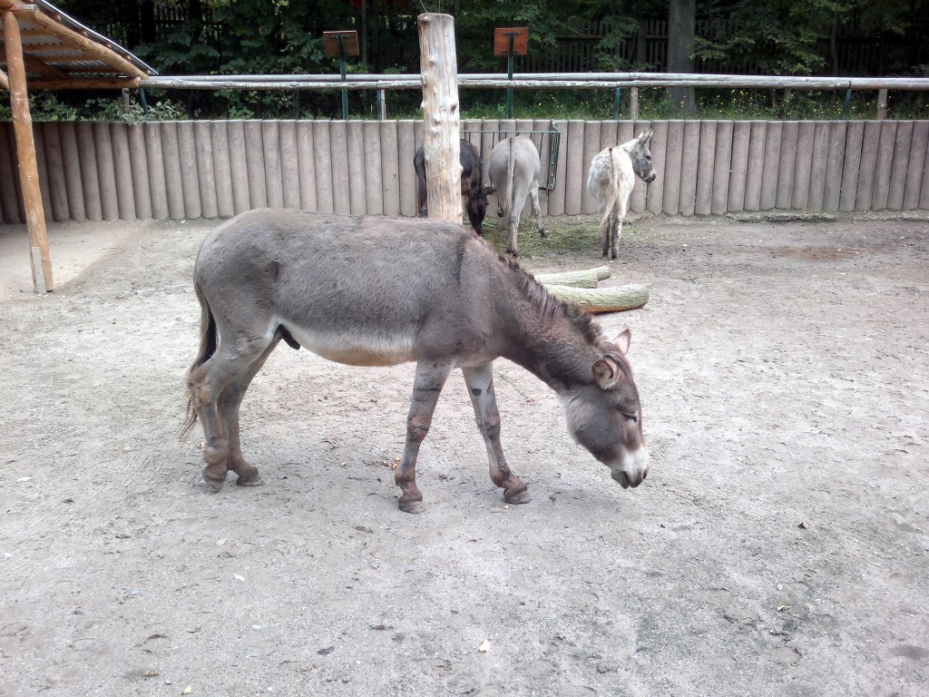 Brauner Esel. Am 9.8.2011 in Tierpark Gera