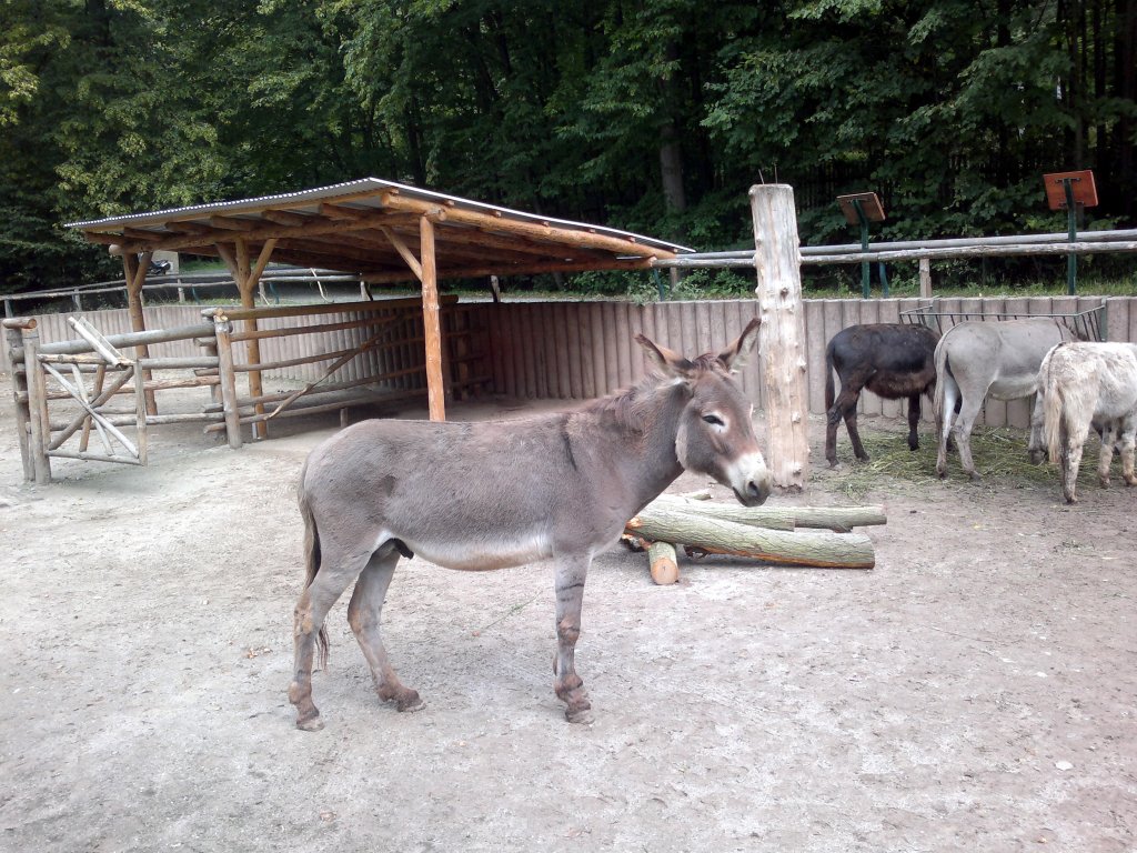 Brauner Esel. Am 9.8.2011 in Tierpark Gera
