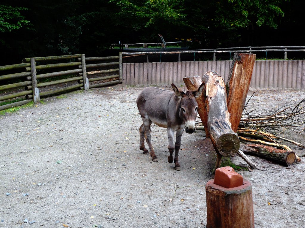 Brauner Zwergesel am 9.8.2011 im Tierpark Gera.