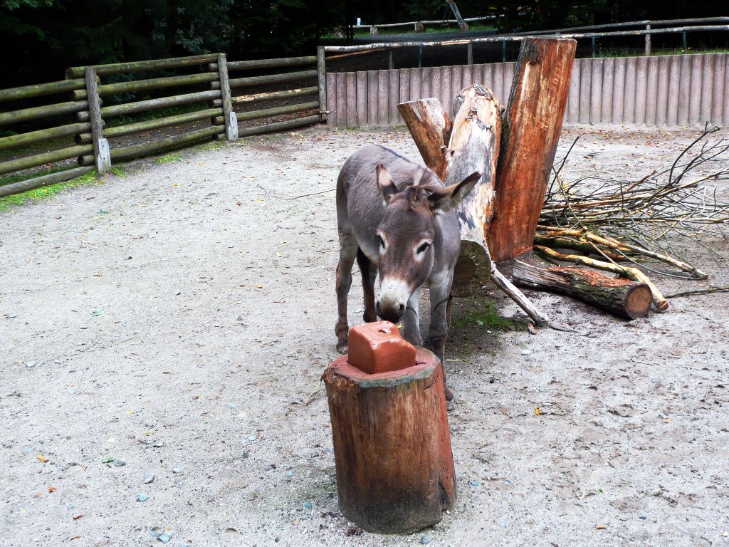 Brauner Zwergesel beim Knappern. Tierpark Gera