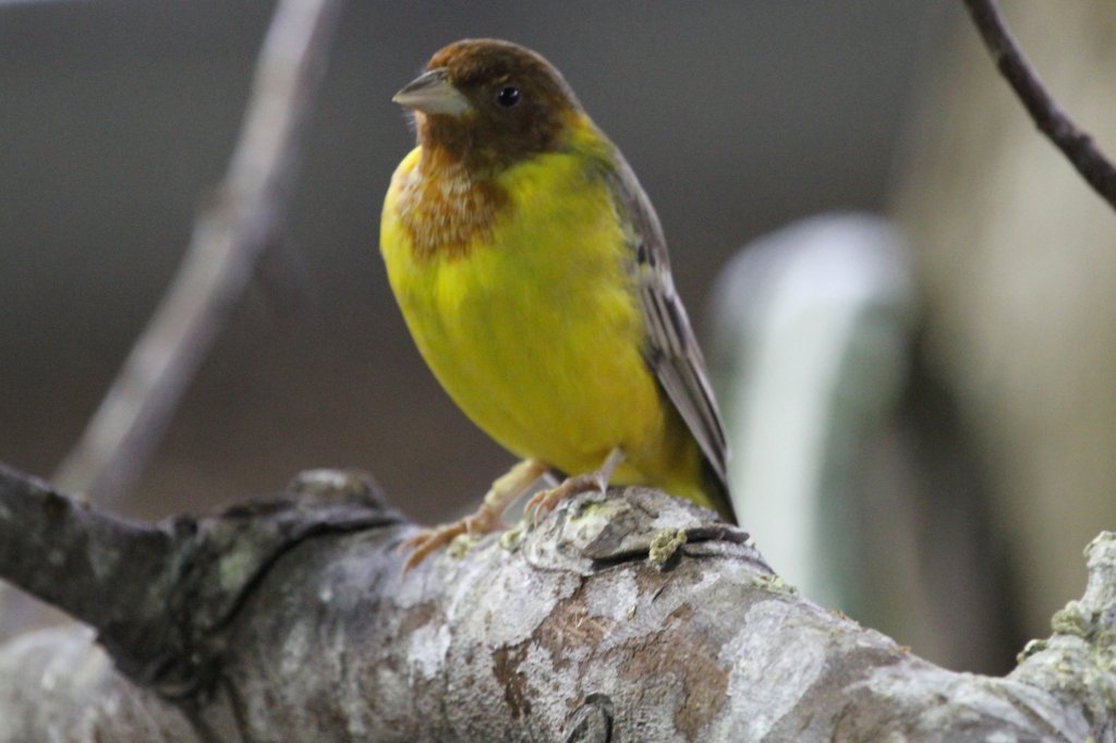 Braunkopfammer (Emberiza bruniceps) am 3.10.2010 im Bird Kingdom in Niagara Falls,ON.