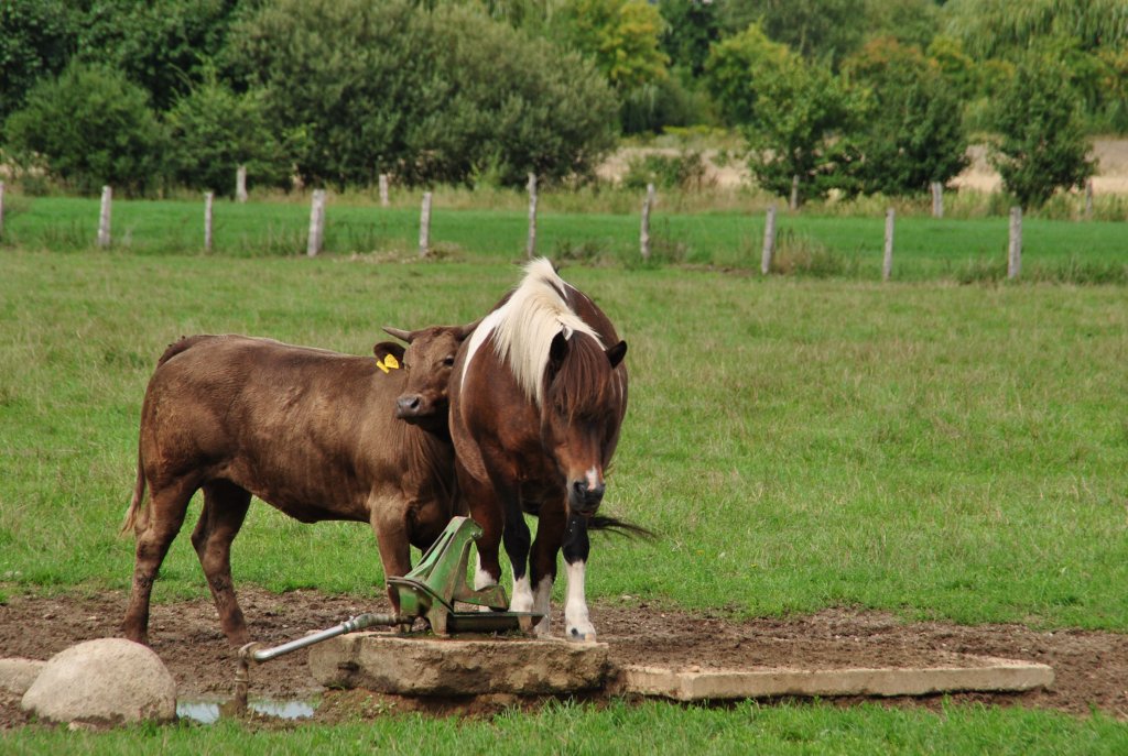 Braunvieh mag dieses Pferd. Aufnahme von 16.08.2010.