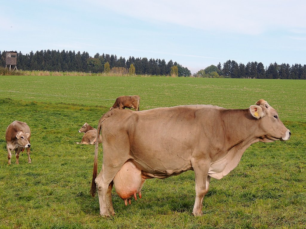 Braunviehkhe auf der Weide; 121019