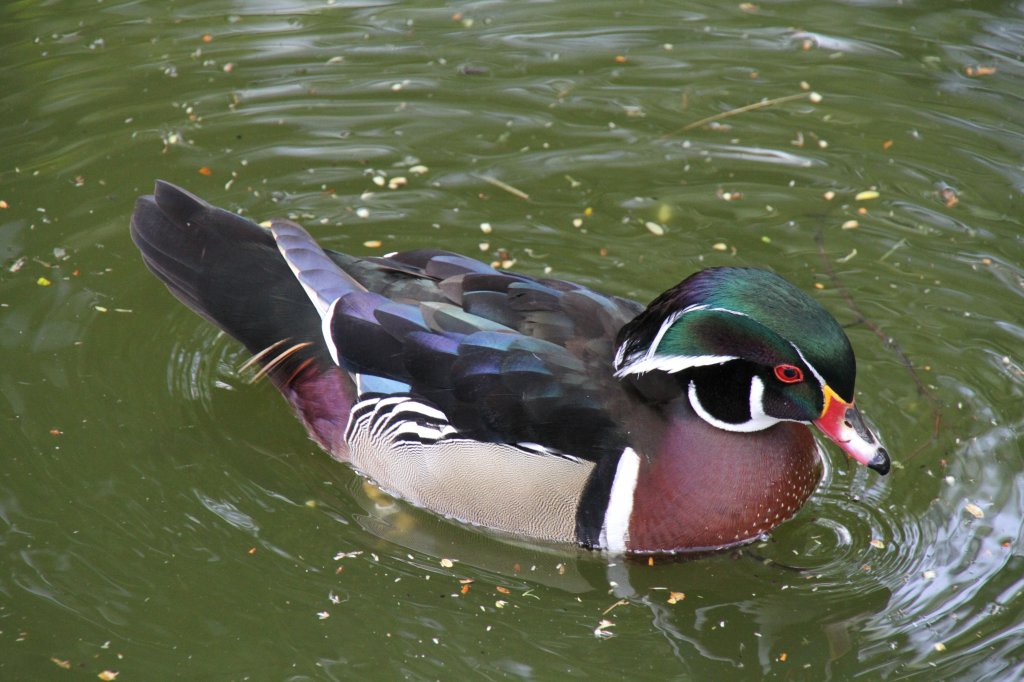 Brautente ♂ (Aix sponsa) am 26.4.2010 im Vogelpark Eggenstein-Leopoldshafen.