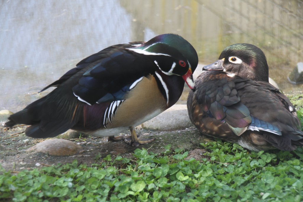 Brautentenprchen (Aix sponsa) am 14.4.2010 im Vogelpark Dielheim-Balzfeld.