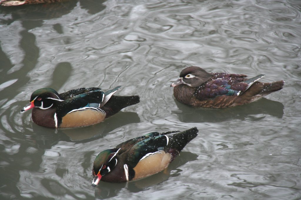 Brautwerbung bei den Brautenten (Aix sponsa), oder flchten die mnnlichen Enten? Tierpark Berlin am 9.1.2010.