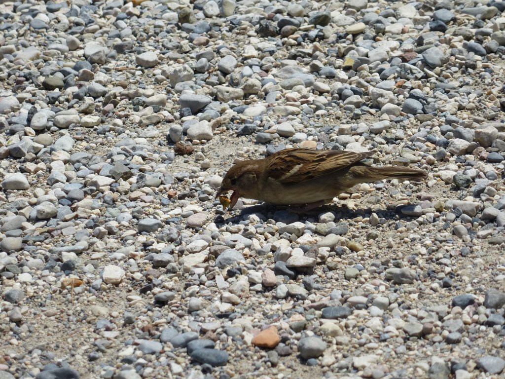 Brav frisst der kleine Spatz auf, so gesehen in Sirmione am 28.05.2013.