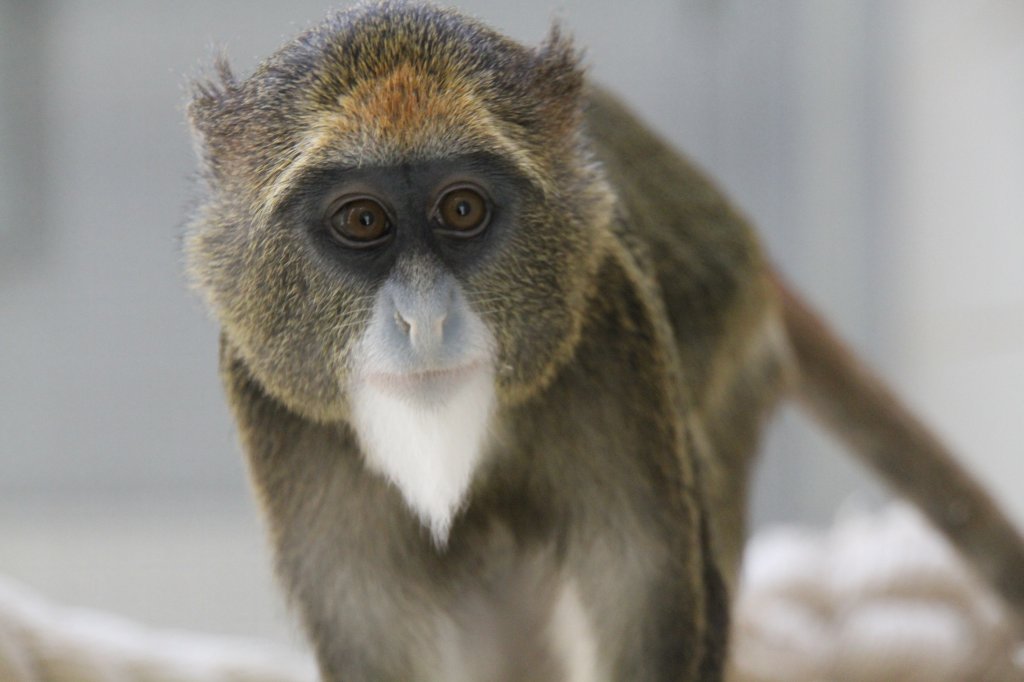 Brazza-Meerkatze (Cercopithecus neglectus) im Tierpark Berlin.
 
