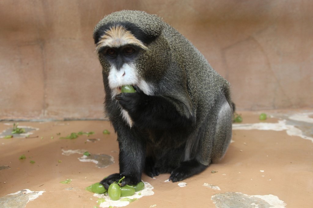 Brazzameerkatze (Cercopithecus neglectus) am 26.6.2010 im Zoo Leipzig.
