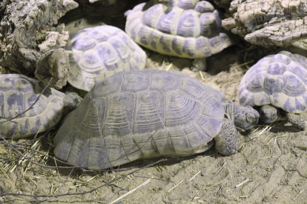 Breitrandschildkrte (Testudo marginata) am 7.5.2010 im Exotarium Oberhof.