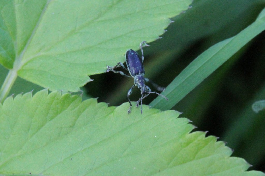 Brennesselgrnrssler (Phyllobius pomaceus) am 21.5.2010 in Groheringen.