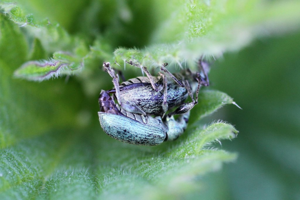 Brennesselgrnrssler (Phyllobius pomaceus) bei der Fortpflanzung. Groheringen am 21.5.2010.