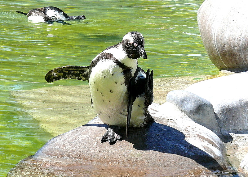 Brillen-Pinguine am 17.05.2009 in Wilhelma/Stuttgart