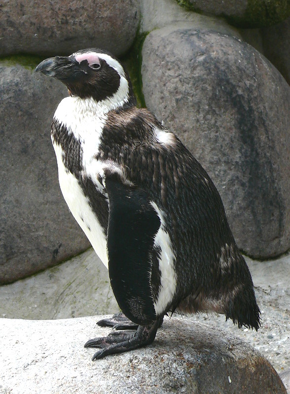 Brillen-Pinguine am 28.06.2009 in Wilhelma/Stuttgart