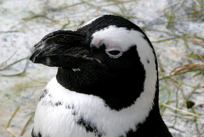 Brillen-Pinguine am 28.06.2009 in Wilhelma/Stuttgart