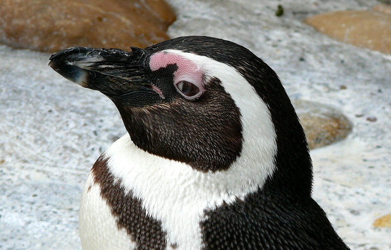 Brillen-Pinguine am 28.06.2009 in Wilhelma/Stuttgart