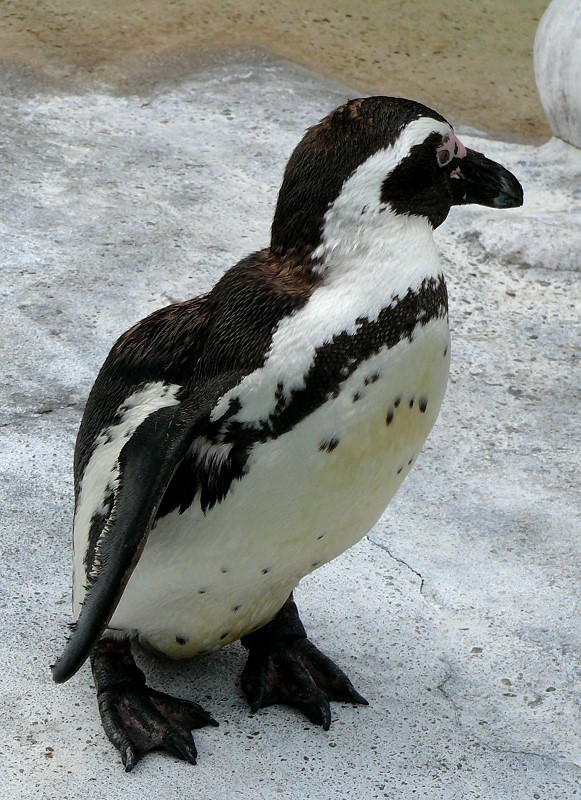 Brillen-Pinguine am 28.06.2009 in Wilhelma/Stuttgart