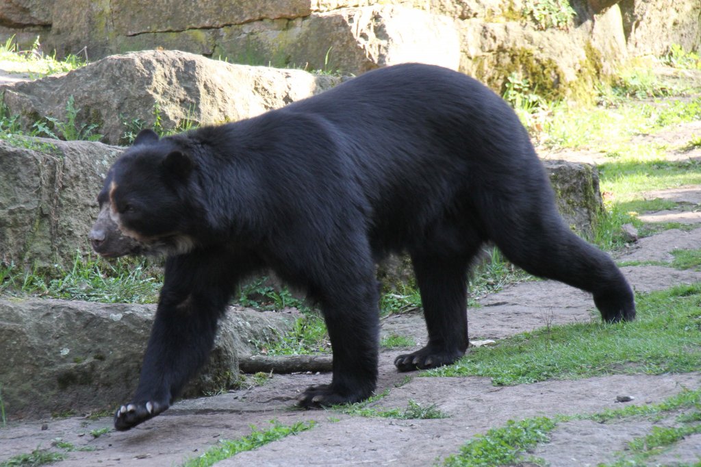 Brillenbr (Tremarctos ornatus) im Tierpark Berlin.