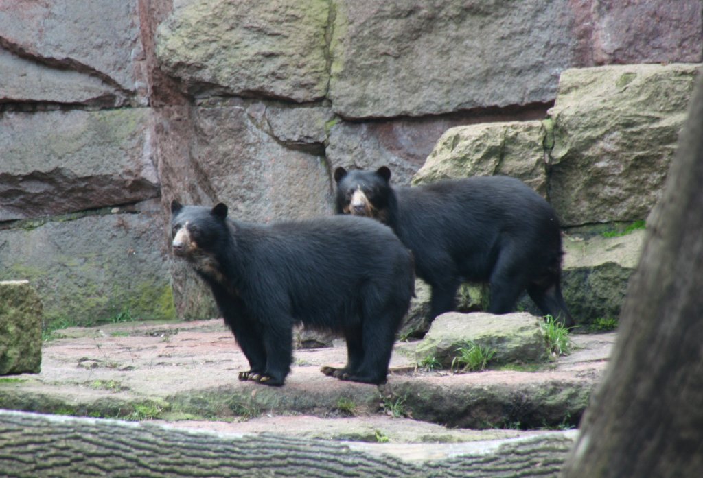 Brillenbren bei der Beobachung des Eisbren. 13.12.2009 Tierpark Berlin.