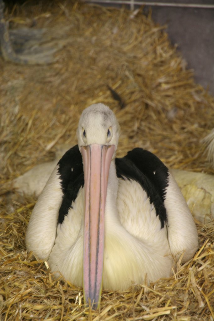 Brillenpelikan (Pelecanus conspicillatus) mit eigenartigem Blick. Tierpark Berlin am 13.12.2009.