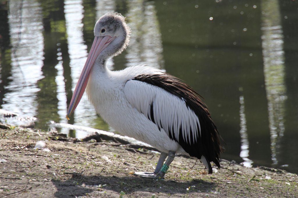 Brillenpelikan (Pelecanus conspicillatus) im Tierpark Berlin.