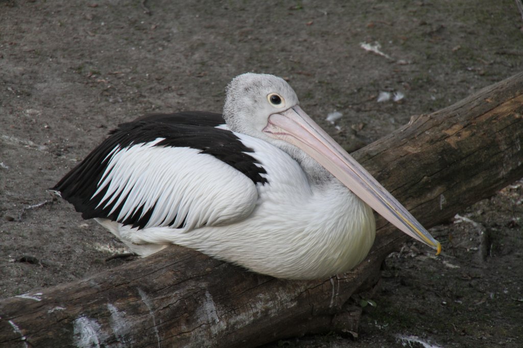 Rosapelikan Pelecanus Onocrotalus Bei Dehnungs bungen Tier fotos eu