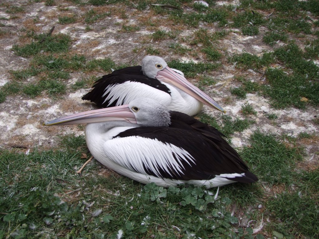 Brillenpelikane  Max  und  Gretel , das momentane Traumpaar im Tierpark Berlin. Max ist im Vordergrund zu sehen, Gretel im Hintergrund.