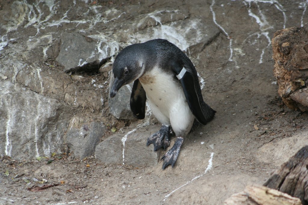 Brillenpinguin auf dem Weg zum Wasser. Leipzig, 14.9.2008.
