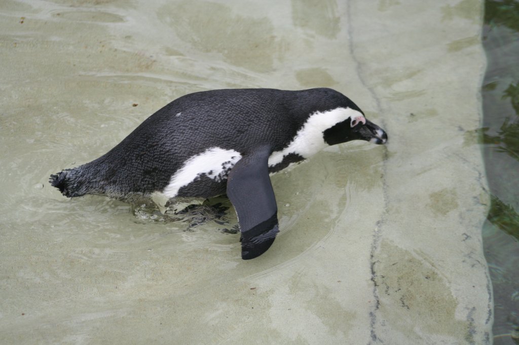 Brillenpinguin kurz vor dem Sprung ins tiefe Wasser. Leipzig, 14.9.2008. 
