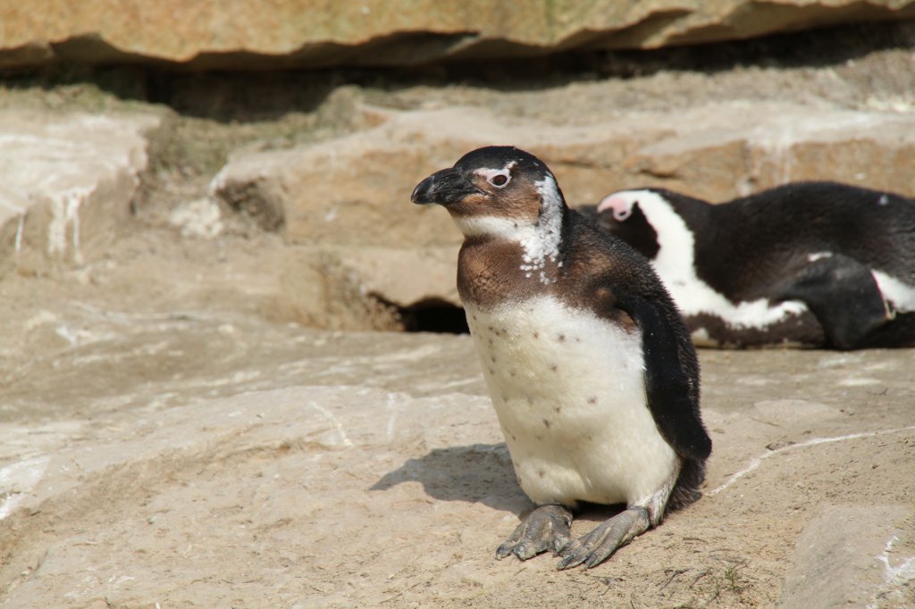 Brillenpinguin (Spheniscus demersus) am 11.3.2010 im Zoo Berlin.