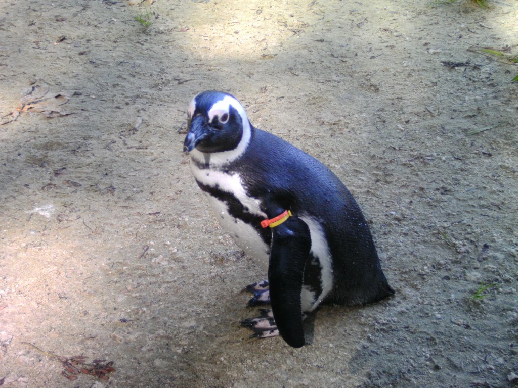 Brillenpinguin im Zoo Duisburg 