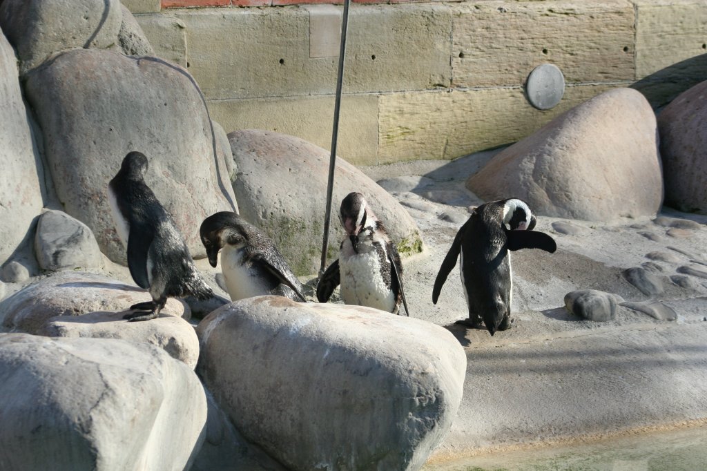 Brillenpinguine (Spheniscus demersus) in der Wilhelma am 30.3.2008.
