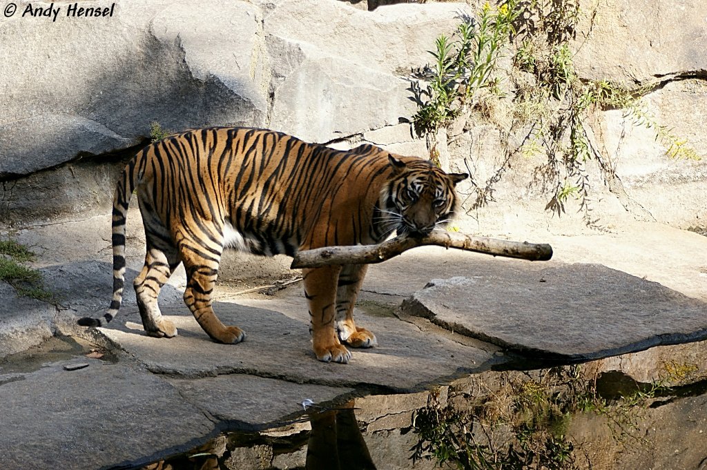 Bring her, das Stckchen. Naja, lieber nicht. Sibirischer Tiger oder auch Amurtiger