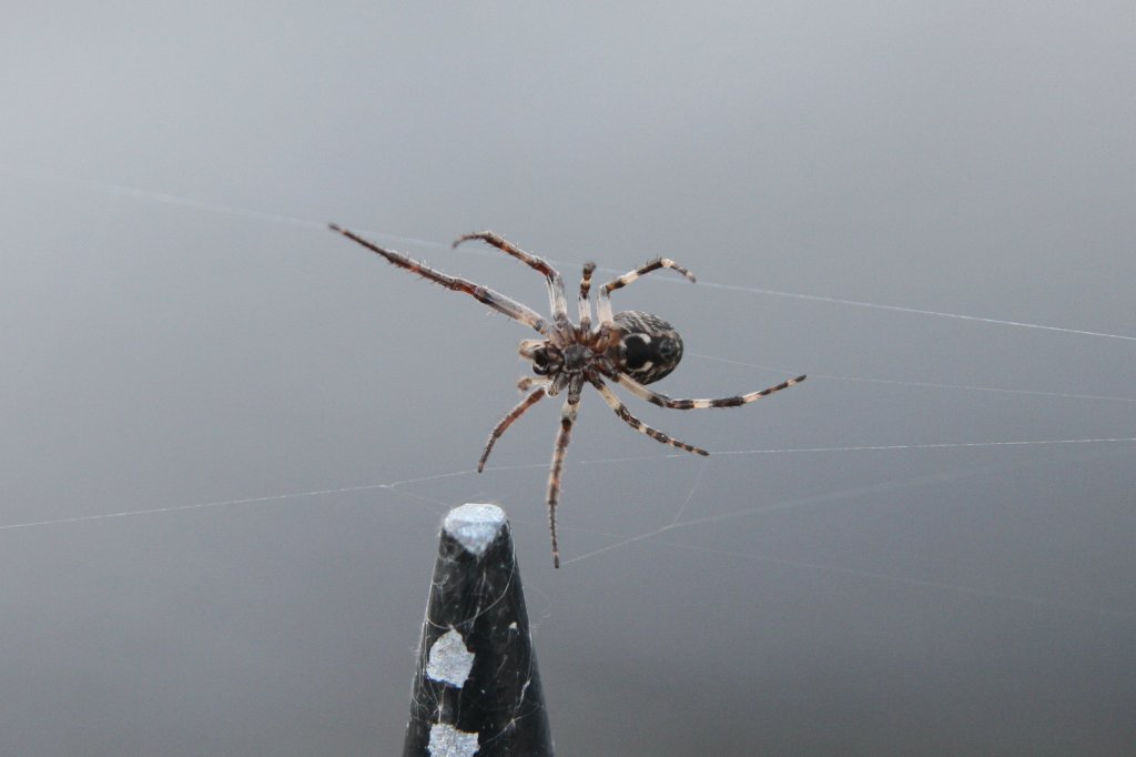 Brckenkreuzspinne (Larinioides sclopetarius) von unten. Quebec City am 17.9.2010.