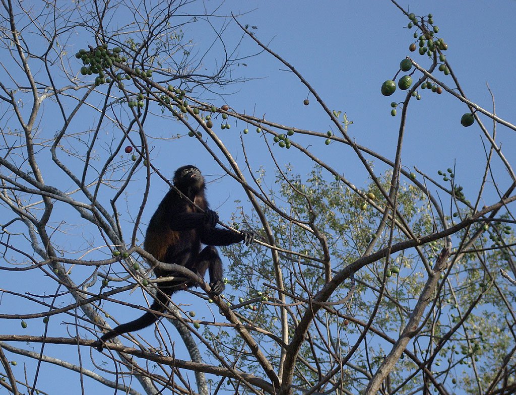 Brllaffen sind zwar klein, dafr umso lauter: sie wecken uns jeden Tag in Costa Rica, 03. Mrz 2008