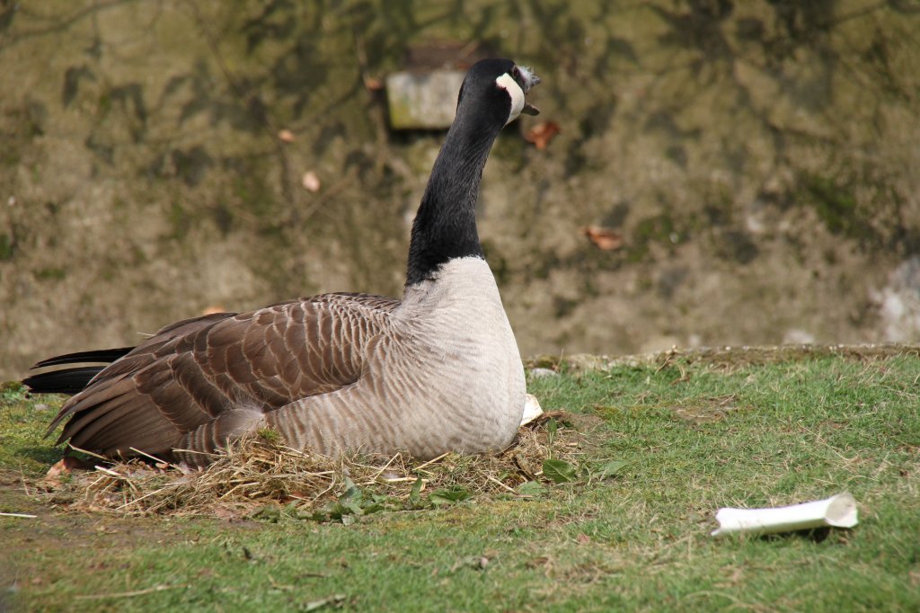 Brtende Kanadagans (Branta canadensis). Vogelpark Dielheim-Balzfeld am 14.4.2010.