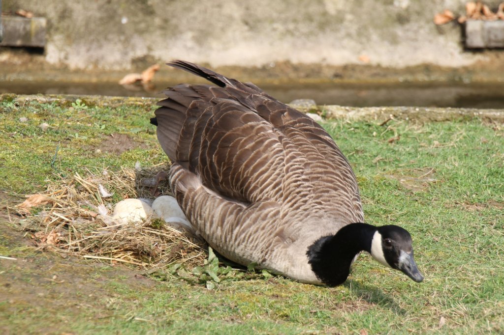 Brtende Kanadagans (Branta canadensis) zeigt ihre Eier. Vogelpark Dielheim-Balzfeld am 14.4.2010.