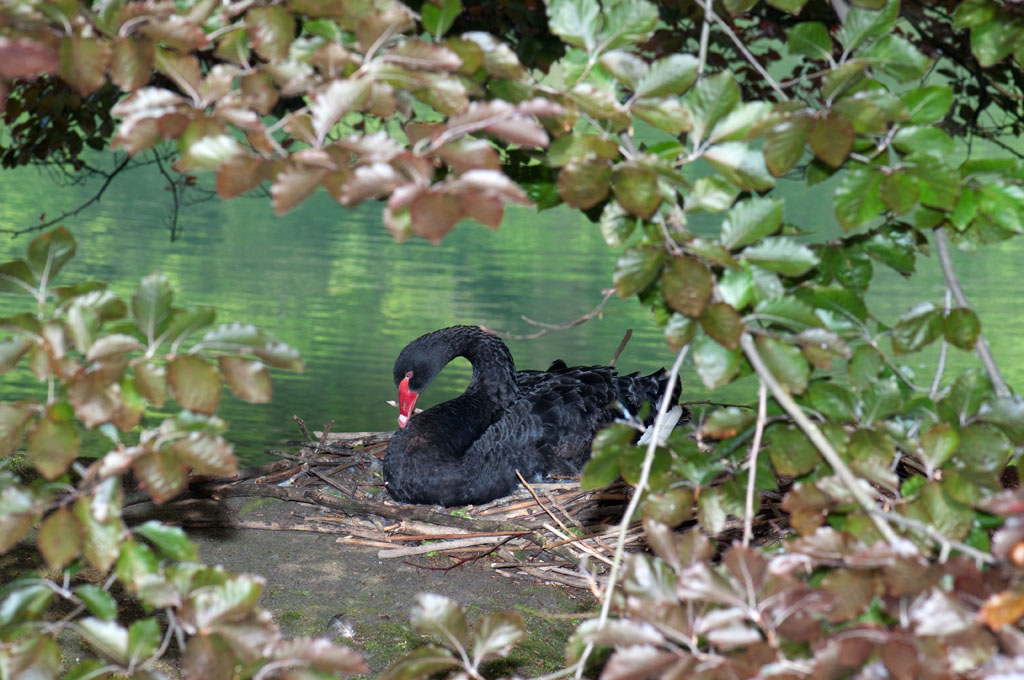 brtender Schwarzschwan; gesehen in Bad Sassendorf/NRW 