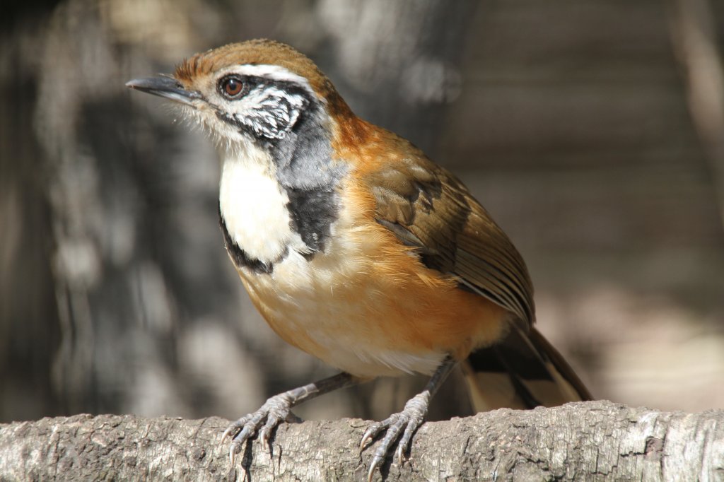 Brustbandhherling (Garrulax pectoralis) im Tierpark Berlin.