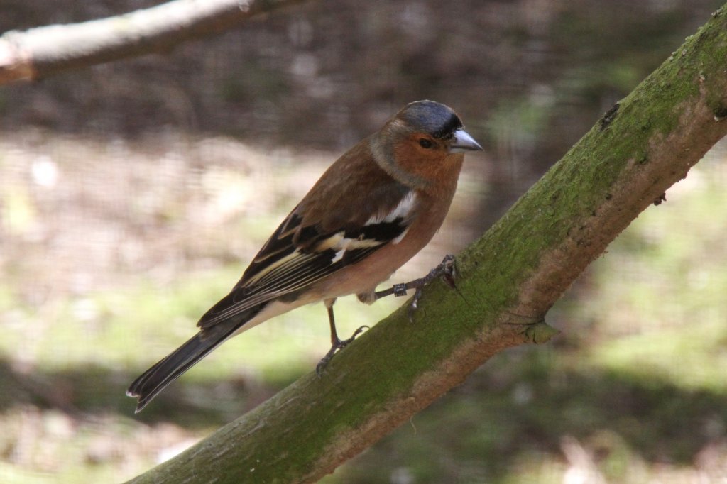 Buchfink (Fringilla coelebs) am 26.4.2010 im Vogelpark Stutensee-Friedrichstal.