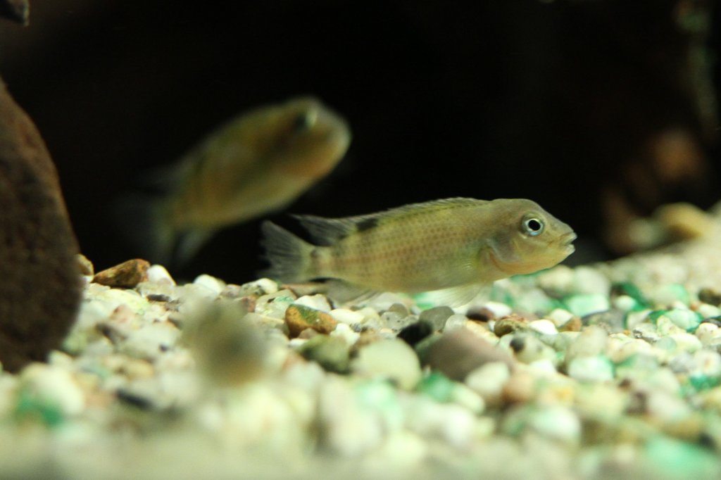 Buckelkopfcichlide (Steatocranus casuarius) am 26.6.2010 im Leipziger Zoo.