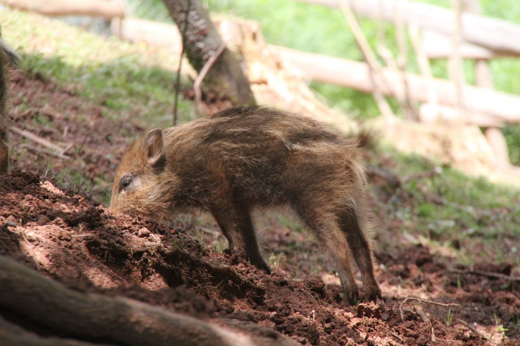 Buddelnder Frischling am 4.6.2010 im Vogelpark Steinen.