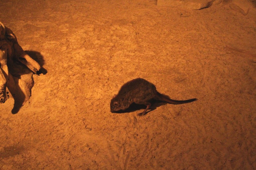 Brstenschwanz-Rattenknguru (Bettongia penicillata) am 11.3.2010 im Zoo Berlin.