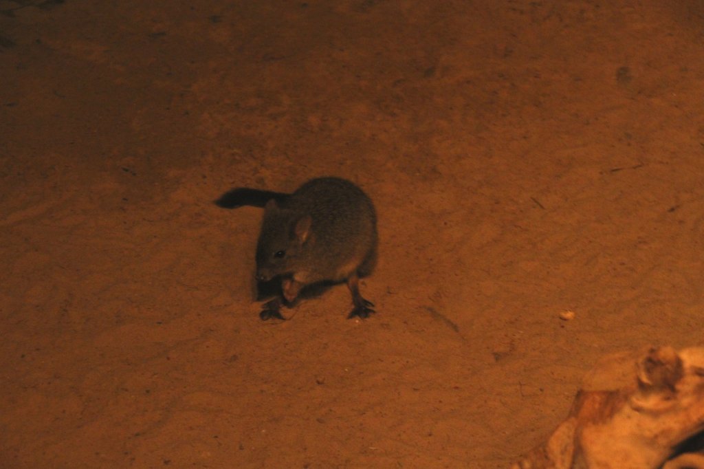 Brstenschwanz-Rattenknguru (Bettongia penicillata) am 25.2.2010 im Zoo Berlin.