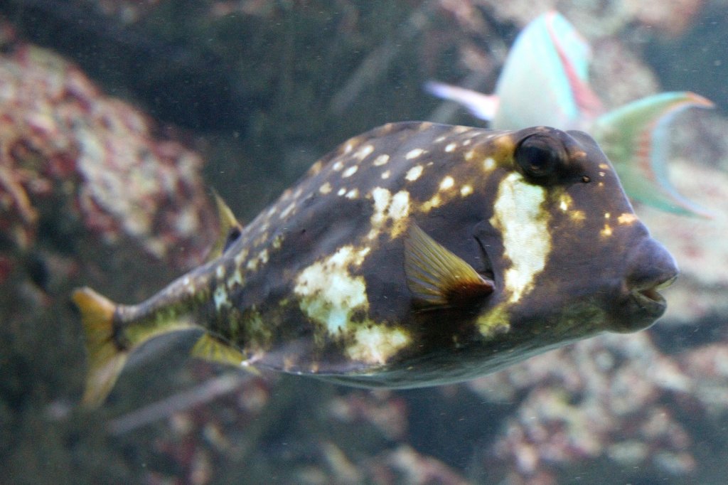 Buffalo-Kofferfisch (Lactophrys trigonus) am 12.3.2010 im Zooaquarium Berlin.