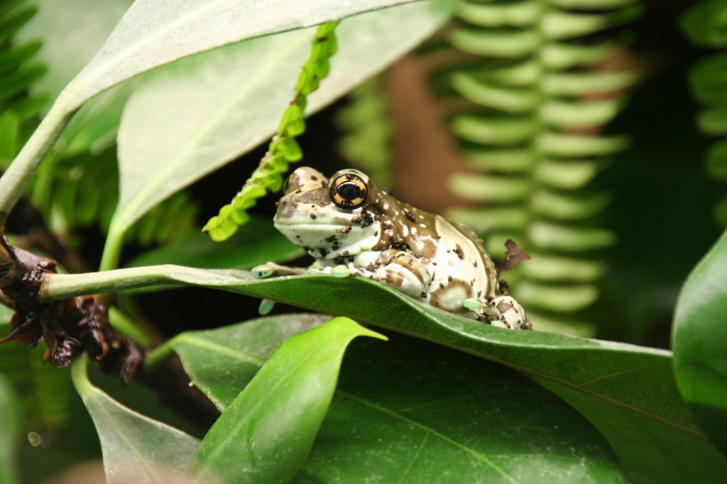 Bunter Hhlenlaubfrosch oder Baumhhlen-Krtenlaubfrosch (Trachycephalus resinifictrix) auf einem Blatt. Tierpark Berlin am 9.1.2010.