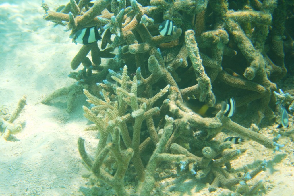 Buntes Treiben von Dreibinden-Preuenfischen (Dascyllus aruanus) in einer kleinen Koralle am Strand.Malediven, Ari-Atoll am 8.11.2007.