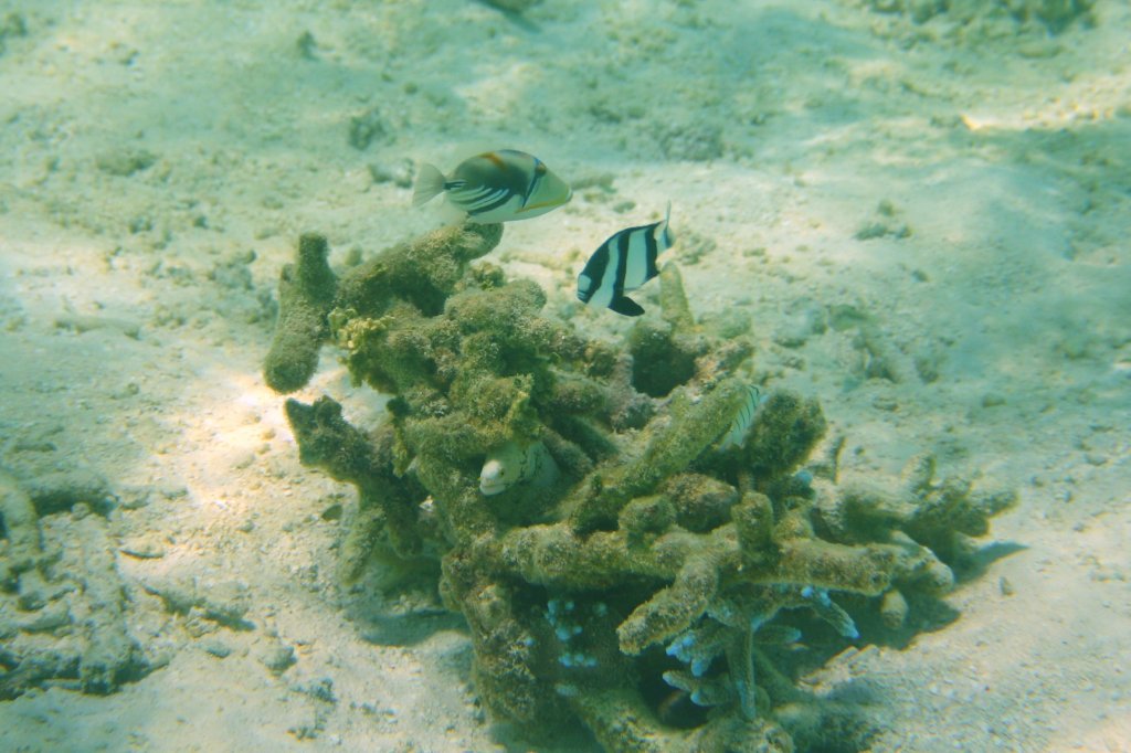 Buntes Treiben in einer kleinen Koralle am Strand.Malediven, Ari-Atoll am 8.11.2007.
Zu sehen sind ein Picasso-Doktorfisch (Rhinecanthus aculeatus), ein Vierbinden-Preuenfisch (Dascyllus melanurus) und eine Sternfleckenmurne (Echidna nebulosa).
