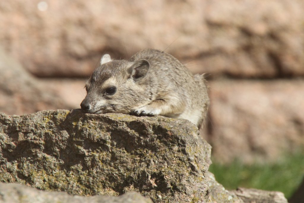 Buschschliefer (Heterohyrax brucei) im Tierpark Berlin.